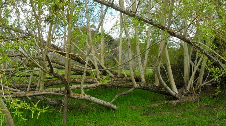 Photo by Barbara Roberts, Victoria Park, Ballarat.