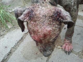 Dog with mange