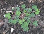 oxalis weed