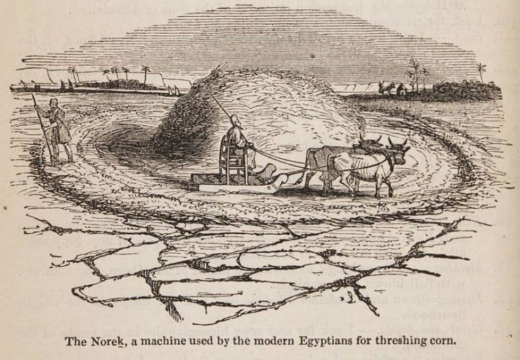 The_Norek,_a_machine_used_by_the_modern_Egyptians_for_threshing_corn._(1847)_-_TIMEA