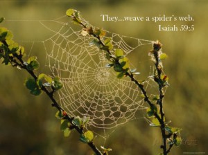 mattias-klum-a-dewy-spider-web-on-a-dwarf-birch-tree-1