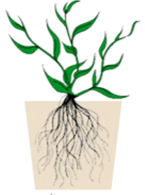 plant-roots