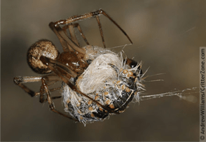 Spider has trapped caterpillar